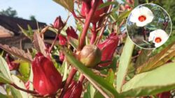 Americans Love This – Grow Roselle Plants Indoors or Outdoors With Almost No Effort!