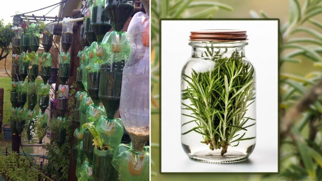 Grow Rosemary Flowers in Plastic Bottles