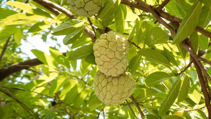 Grow Sitaphal
