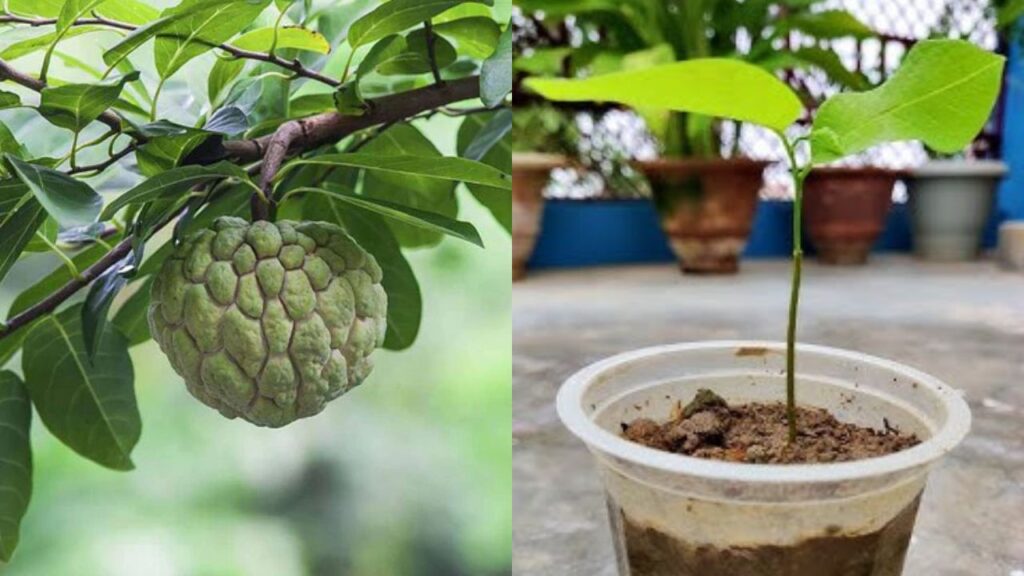 Grow Sitaphal at Home