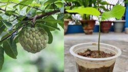 Grow Sitaphal at Home – Save Money with This Easy Fruit-Bearing Plant Trick