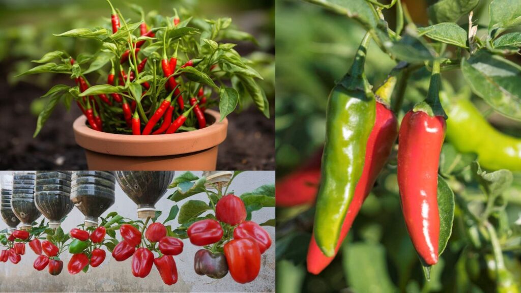 Grow Super Fruitful Chili Peppers at Home