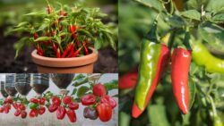 Grow Super Fruitful Chili Peppers at Home – The Secret Trick Farmers Never Tell You
