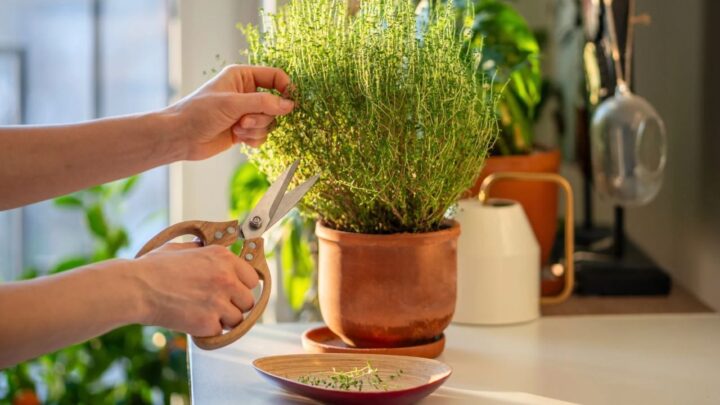 Grow Thyme Indoors