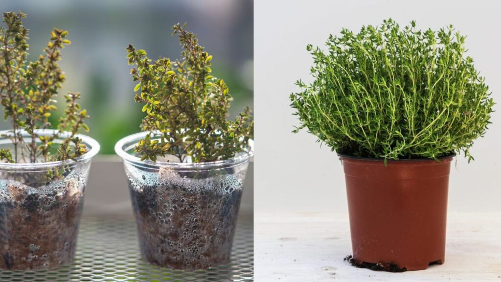 Grow Thyme Indoors