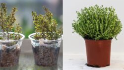 America’s Favorite Herb – Grow Thyme Indoors and Fill Your Home With Fragrance!
