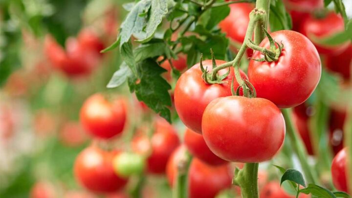 Grow Tomatoes