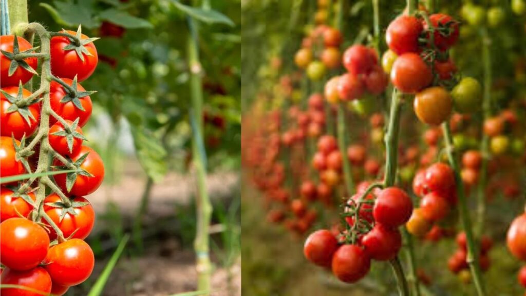 Grow Tomatoes Faster Than Ever