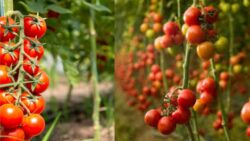 Grow Tomatoes Faster Than Ever! Home Gardening Secrets Every American Should Know for Early Harvest