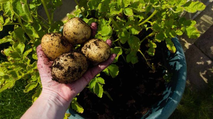 Grow Unlimited Potatoes