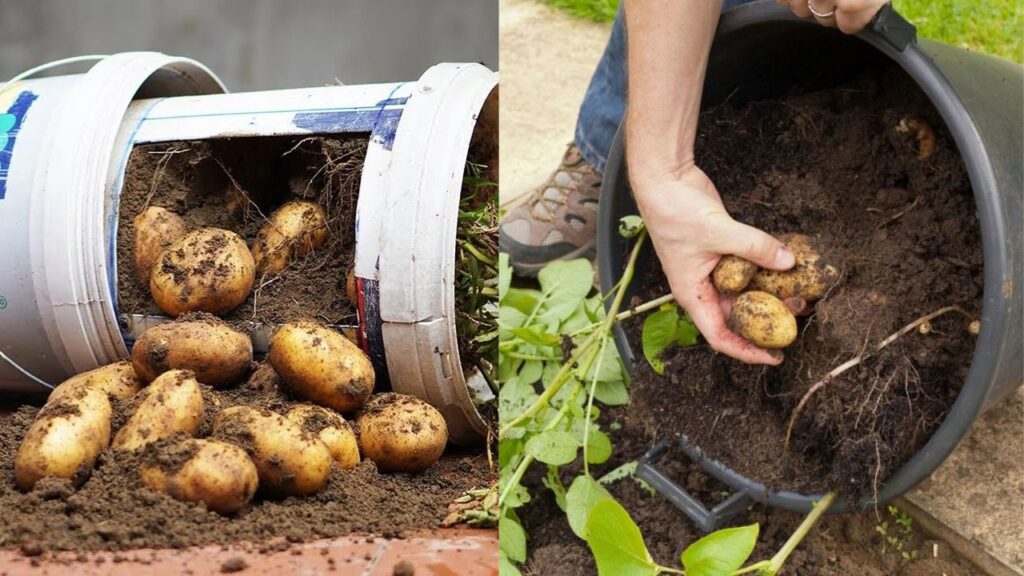 Grow Unlimited Potatoes in Buckets