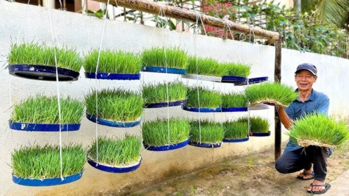Grow Vegetables