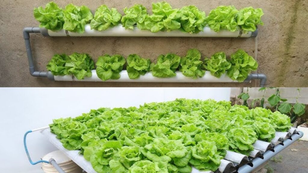 Grow Vegetables on Your Roof