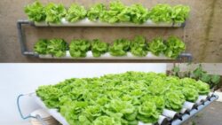 How to Grow Vegetables on Your Roof – No Soil, No Watering, Just This Genius Trick!