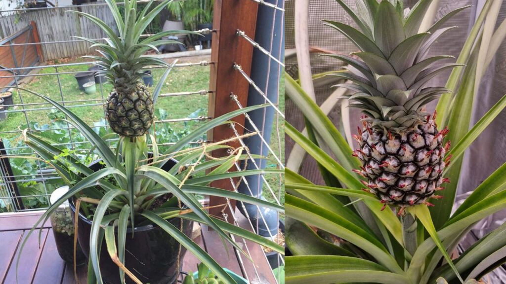 Grow Your Own Pineapple at Home