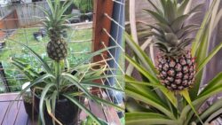Grow Your Own Pineapple at Home with These Simple and Fun Steps