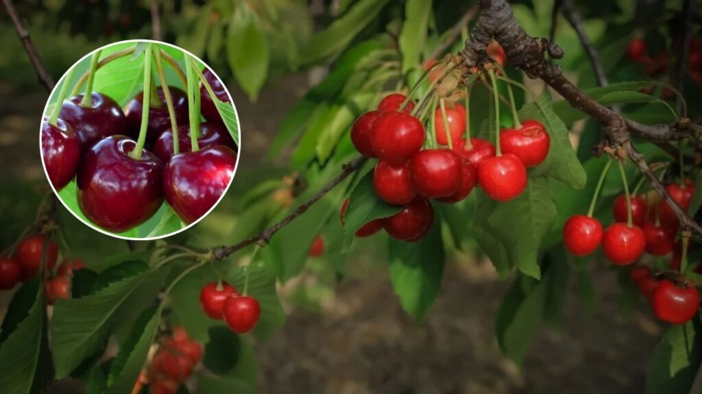 Grow a Cherry Tree From a Pit