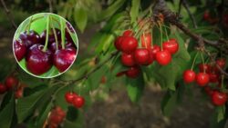 Grow a Cherry Tree From a Pit – The Surprising 3-Step Method That Actually Works