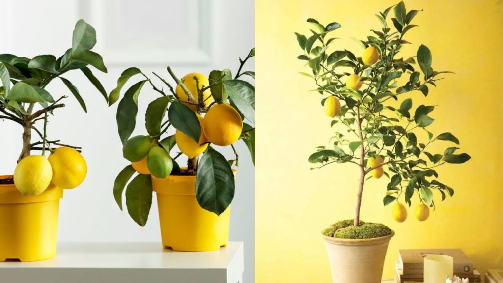 Grow a Lemon Tree Indoors