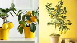 Grow a Lemon Tree Indoors That Actually Fruits – The Secret Method Revealed