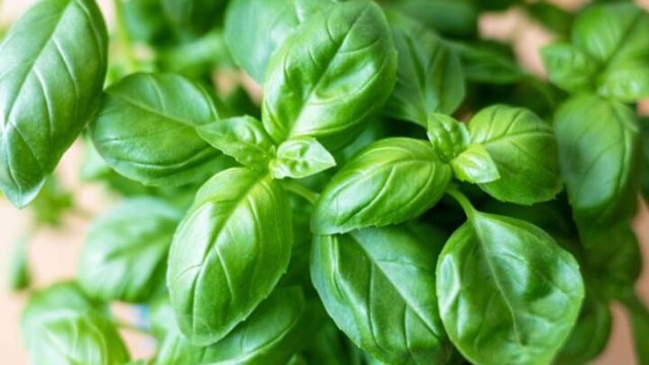 Growing Basil