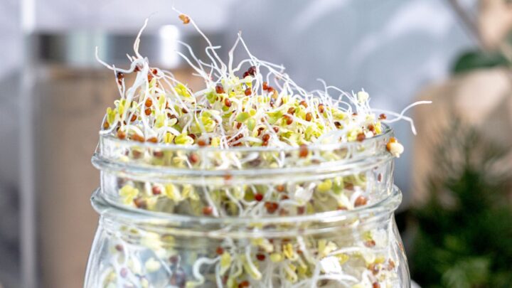 Growing Broccoli Sprouts Successfully
