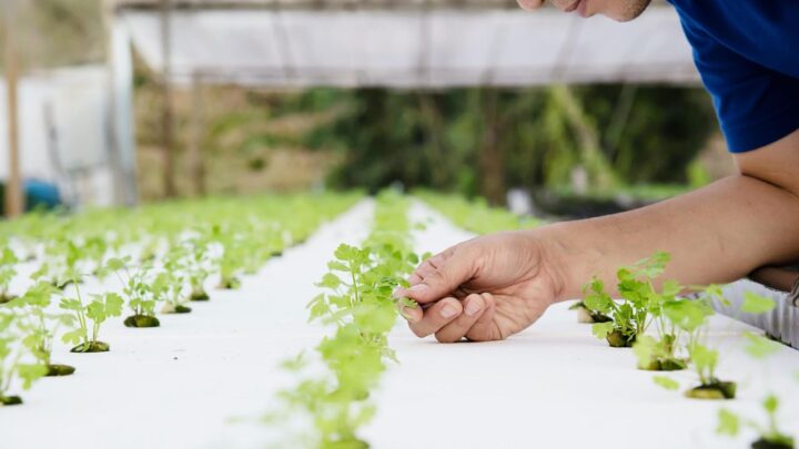 Growing Coriander