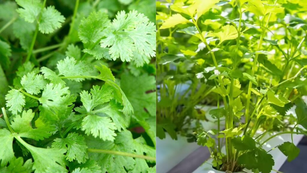 Growing Coriander Hydroponically at Home