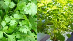 No Soil Needed! Learn the Secret to Growing Coriander Hydroponically at Home