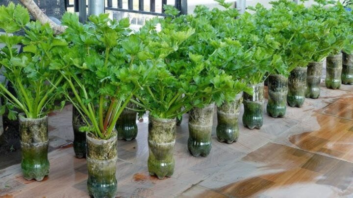 Growing Crunchy Celery