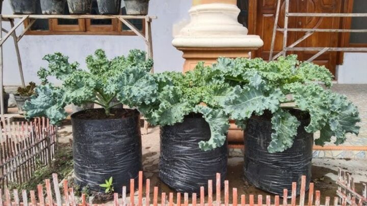 Growing Kale in Australia