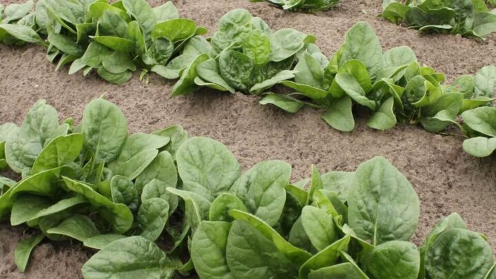 Growing Spinach All Year Round