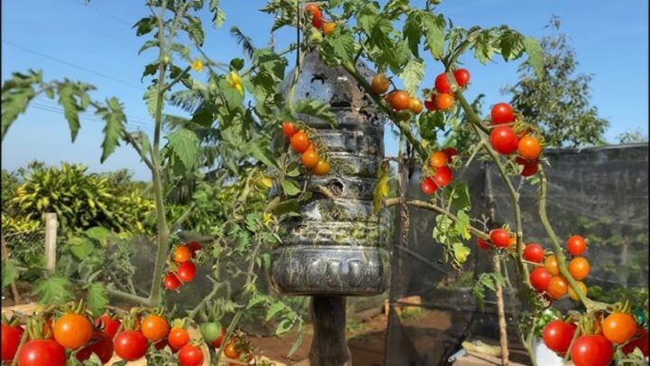 Growing Lettuce and Tomatoes