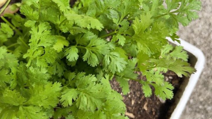 Growing Parsley