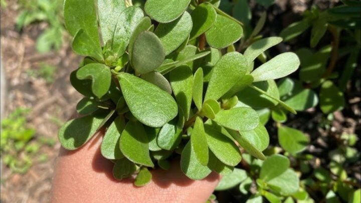 Growing Purslane