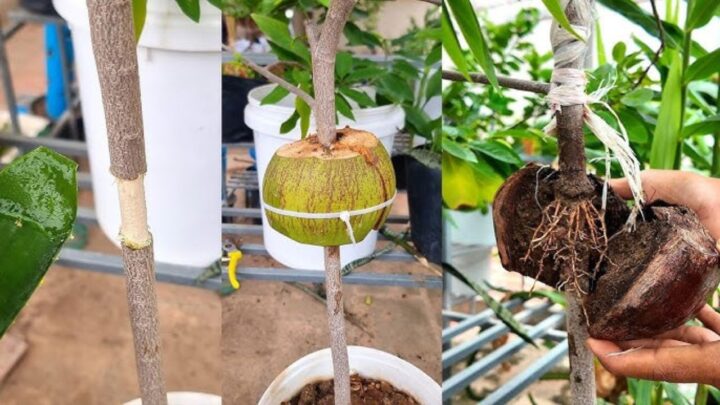 Growing Sitaphal at Home
