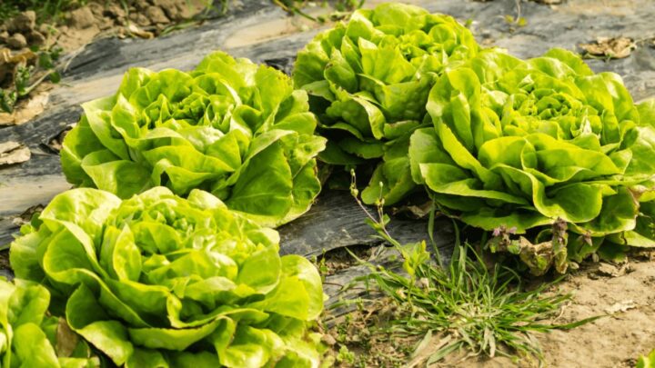 Growing Lettuce at Home