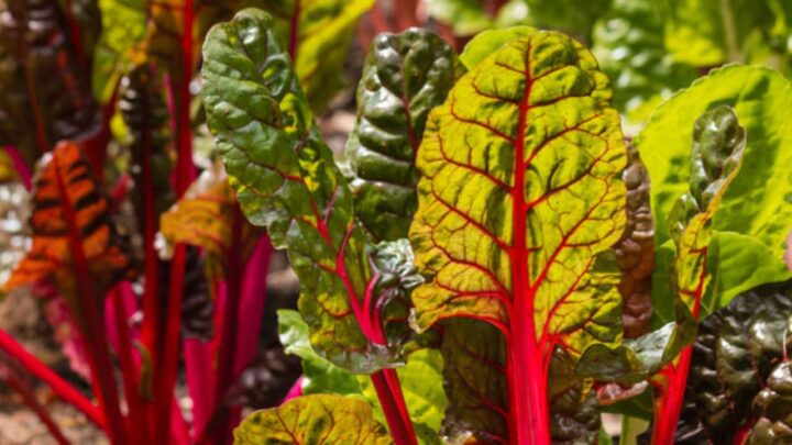 Growing Swiss Chard in Canada