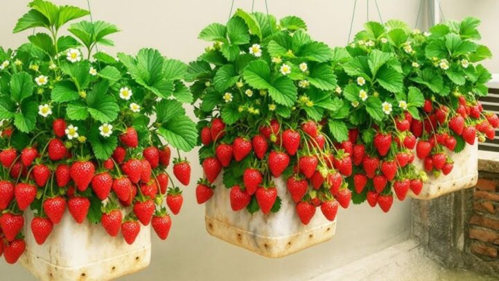 Hanging Baskets