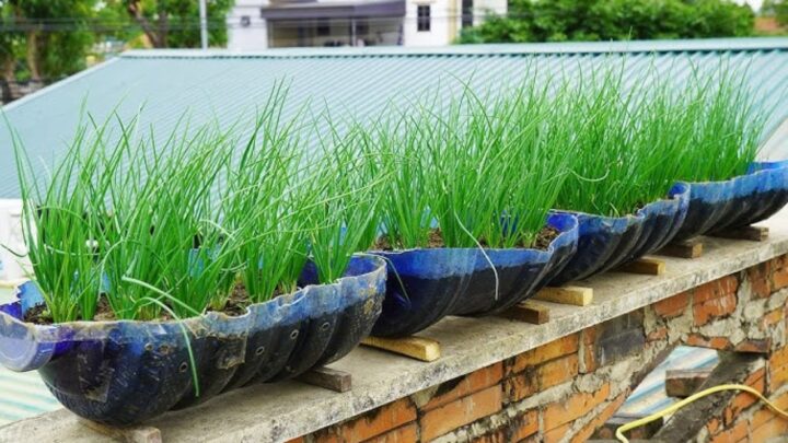 Bottle Onion Growing Method