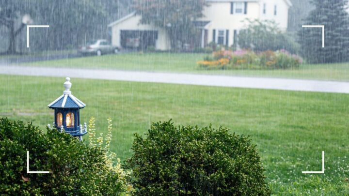 Healthy Lawn