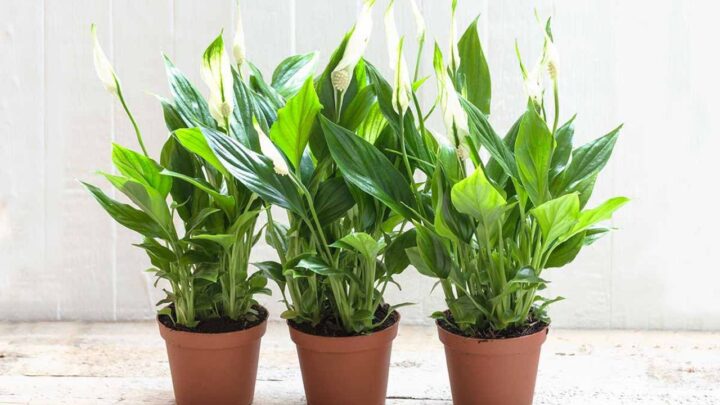 Healthy Peace Lilies