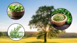 10 Herbs You Can Grow Right on Your Kitchen Counter – Number 7 Will Shock You!