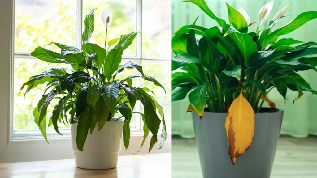 How Often to Water a Peace Lily