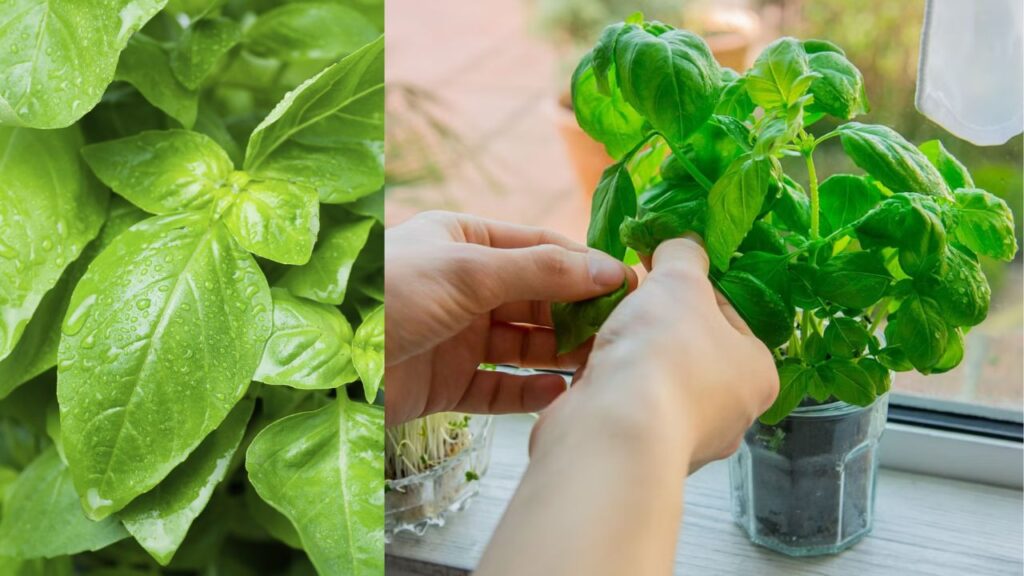 How to Multiply Basil Fast