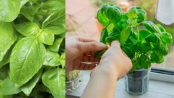 How to Multiply Basil Fast – Get an Unlimited Supply of Fresh Herbs in Weeks