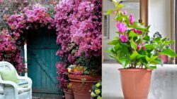 How to Plant Bougainvillea at Home – The Simple Paper Flower Trick for Vibrant Blooms