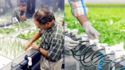 Hydroponic Gardening Made Easy – Grow Fresh Vegetables at Home Without Soil or Stress