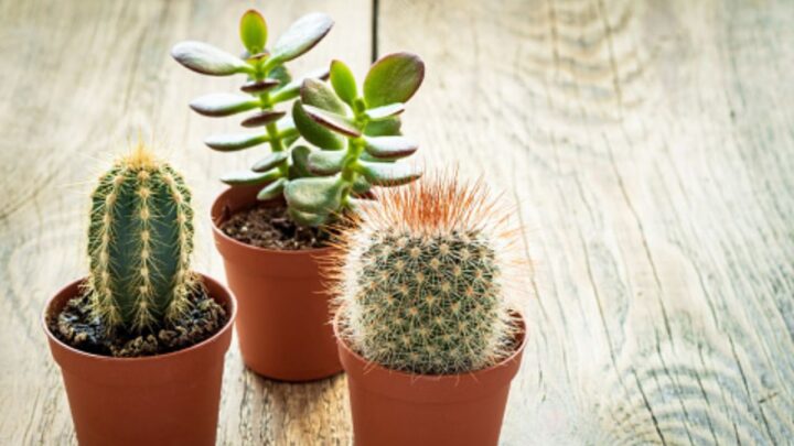 Indoor Cactus
