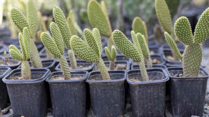 Indoor Cactus Gardening